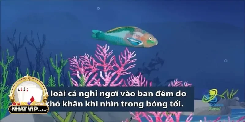 Tại sao ngũ long săn cá trở thành trò chơi được săn đón